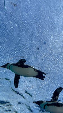 サンシャイン水族館に投稿された画像（2023/3/19）