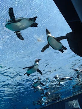 サンシャイン水族館に投稿された画像（2023/3/19）