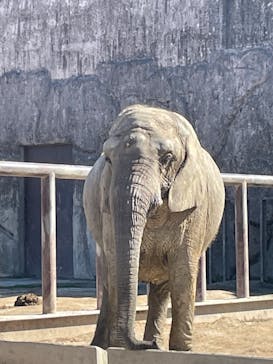 東武動物公園に投稿された画像（2023/3/19）
