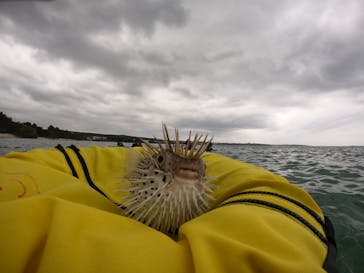 沖縄マリンサービス碧に投稿された画像（2023/3/19）