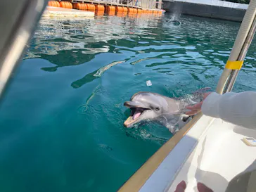 うみたま体験パーク 「つくみイルカ島」に投稿された画像（2023/3/19）