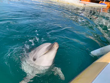 うみたま体験パーク 「つくみイルカ島」に投稿された画像（2023/3/19）
