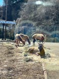 群馬サファリパークに投稿された画像（2023/3/19）