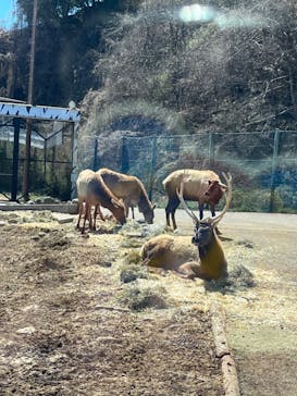 群馬サファリパークに投稿された画像（2023/3/19）