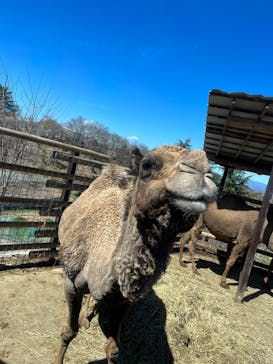 群馬サファリパークに投稿された画像（2023/3/19）