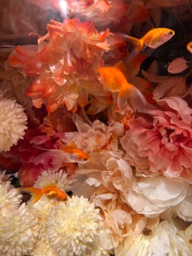 NARA KINGYO MUSEUMに投稿された画像（2023/3/19）