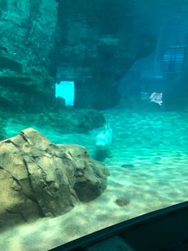 名古屋港水族館に投稿された画像（2023/3/19）