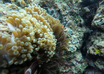 武藤潜水に投稿された画像（2023/3/19）