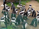 名古屋港水族館に投稿された画像（2023/3/19）