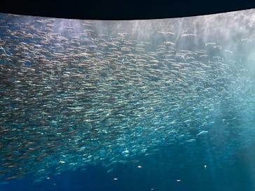 名古屋港水族館に投稿された画像（2023/3/19）