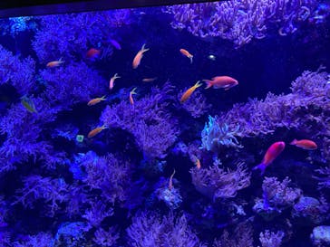 名古屋港水族館に投稿された画像（2023/3/19）