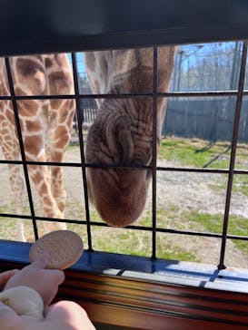 那須サファリパークに投稿された画像（2023/3/19）