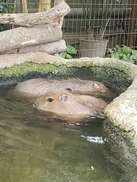 神戸どうぶつ王国に投稿された画像（2023/3/19）