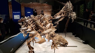 特別展「恐竜博2023」に投稿された画像（2023/3/19）