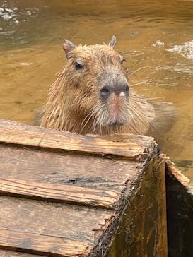 那須どうぶつ王国に投稿された画像（2023/3/19）