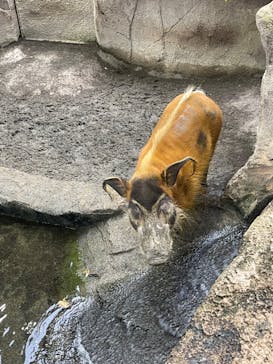 那須どうぶつ王国に投稿された画像（2023/3/19）