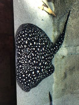 カワスイ 川崎⽔族館に投稿された画像（2023/3/19）