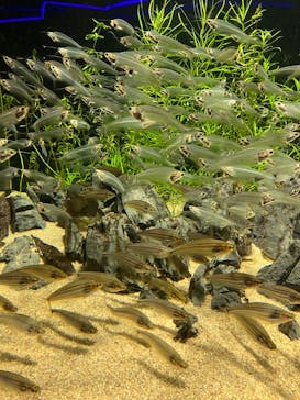 カワスイ 川崎⽔族館に投稿された画像（2023/3/19）