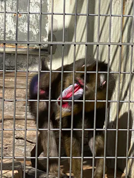 天王寺動物園に投稿された画像（2023/3/19）