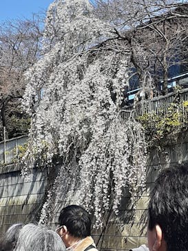 東京ウォータウェイズに投稿された画像（2023/3/19）