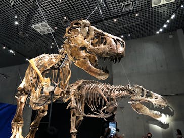 特別展「恐竜博2023」に投稿された画像（2023/3/19）