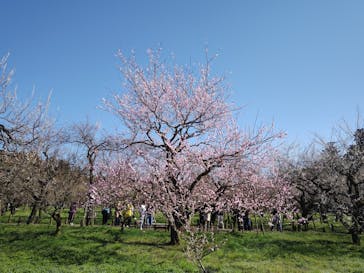 偕楽園本園に投稿された画像（2023/3/19）