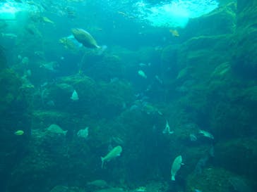 新江ノ島水族館に投稿された画像（2023/3/19）