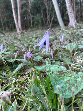 博物館 明治村に投稿された画像（2023/3/19）