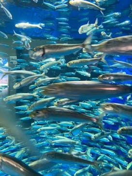 アクアワールド茨城県大洗水族館に投稿された画像（2023/3/19）