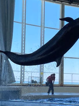 アクアワールド茨城県大洗水族館に投稿された画像（2023/3/19）