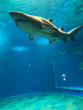 アクアワールド茨城県大洗水族館に投稿された画像（2023/3/19）