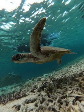 宮古島 ADVENTURE PiPi（ミヤコジマ アドベンチャー ピピ）に投稿された画像（2023/3/19）