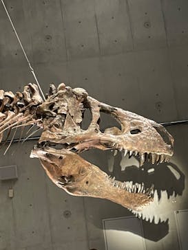 特別展「恐竜博2023」に投稿された画像（2023/3/19）