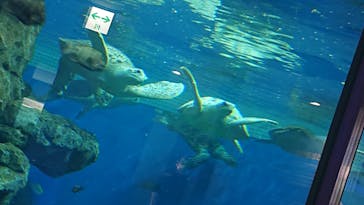 名古屋港水族館に投稿された画像（2023/3/19）