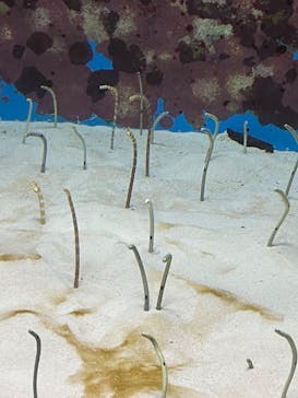 沖縄美ら海水族館に投稿された画像（2023/3/19）