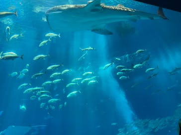 沖縄美ら海水族館に投稿された画像（2023/3/19）