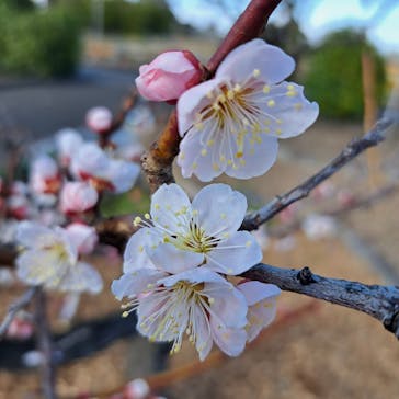 せんだい農業園芸センター　みどりの杜に投稿された画像（2023/3/19）
