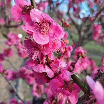 せんだい農業園芸センター　みどりの杜に投稿された画像（2023/3/19）