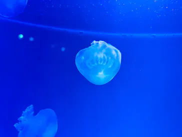 すみだ水族館に投稿された画像（2023/3/19）