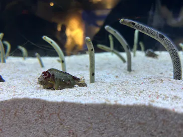 すみだ水族館に投稿された画像（2023/3/19）