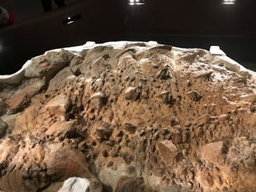 特別展「恐竜博2023」に投稿された画像（2023/3/19）