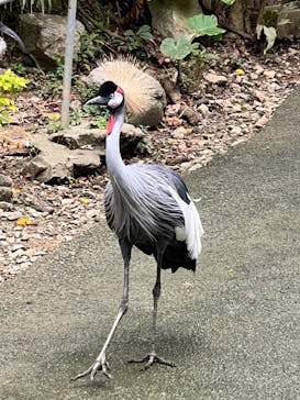 ネオパークオキナワに投稿された画像（2023/3/19）