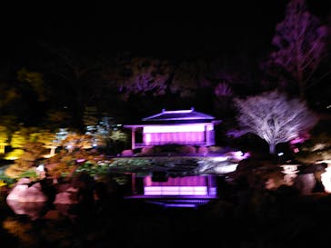 『NAKED FLOWERS 2023 桜 世界遺産・二条城』に投稿された画像（2023/3/19）