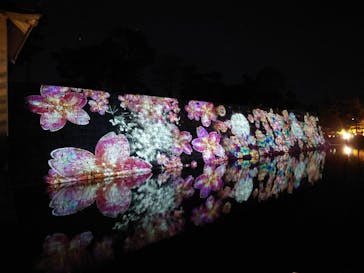 『NAKED FLOWERS 2023 桜 世界遺産・二条城』に投稿された画像（2023/3/19）