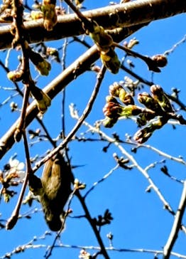 横浜イングリッシュガーデンに投稿された画像（2023/3/19）