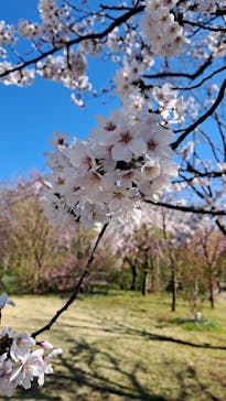横浜イングリッシュガーデンに投稿された画像（2023/3/19）