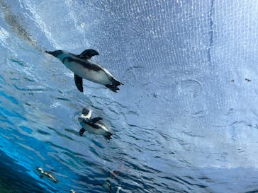 サンシャイン水族館に投稿された画像（2023/3/19）