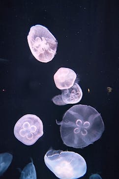 サンシャイン水族館に投稿された画像（2023/3/19）