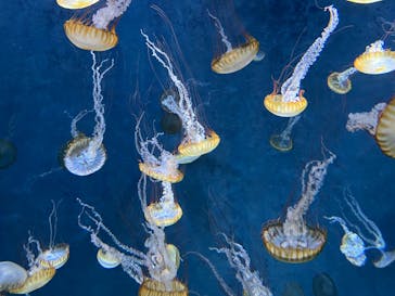 新江ノ島水族館に投稿された画像（2023/3/19）