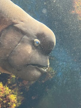 新江ノ島水族館に投稿された画像（2023/3/19）